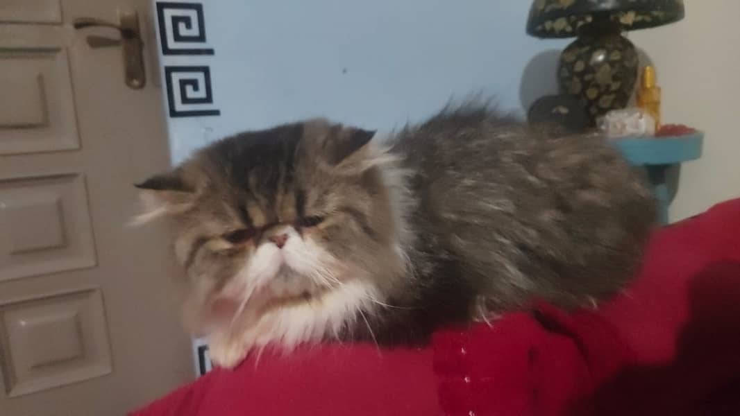 ppiki face cat/important cat for sale (03257299266) 1