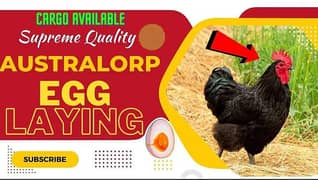 Australorp