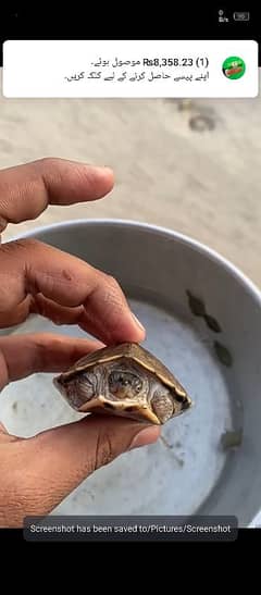 brown roofed turtle full actice full healthy