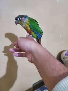 sunconor hand tame chick for sale