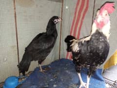 Aseel pair and Misri chicken for sell