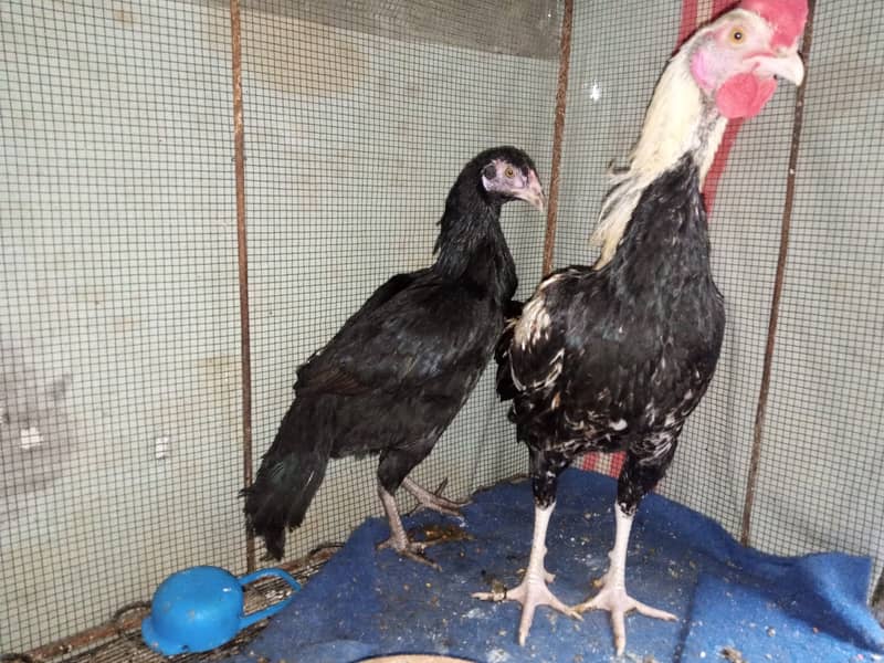 Aseel pair and Misri chicken for sell 1