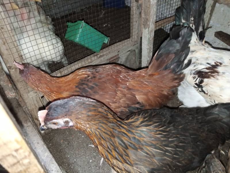 Aseel pair and Misri chicken for sell 2