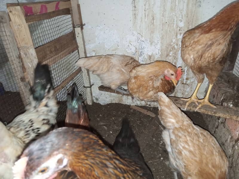 Aseel pair and Misri chicken for sell 3