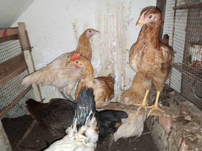 Aseel pair and Misri chicken for sell 5