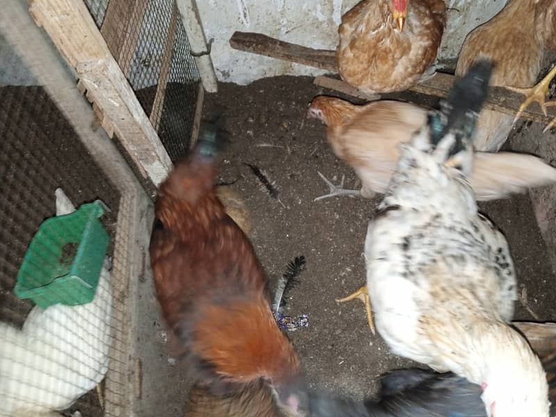 Aseel pair and Misri chicken for sell 6