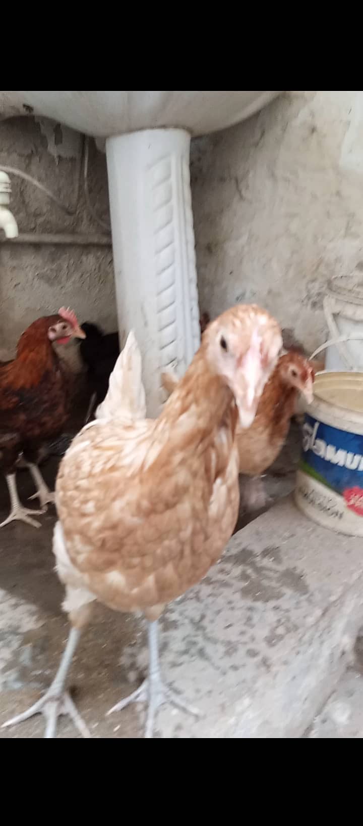 Aseel pair and Misri chicken for sell 7