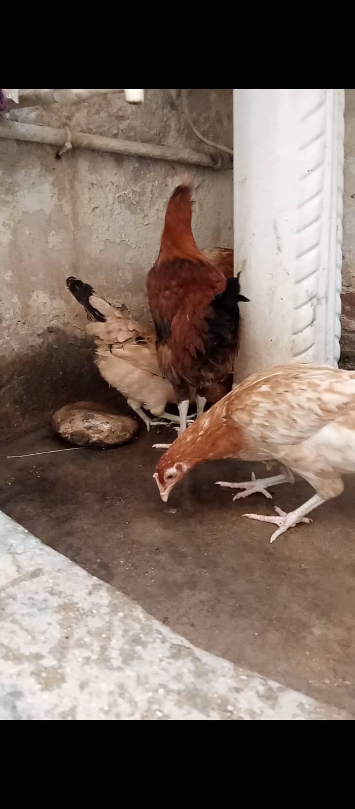 Aseel pair and Misri chicken for sell 8