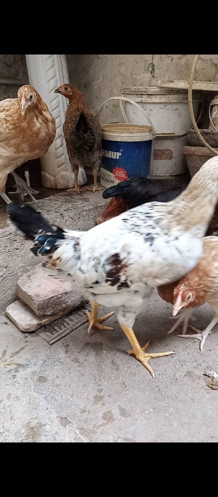 Aseel pair and Misri chicken for sell 9