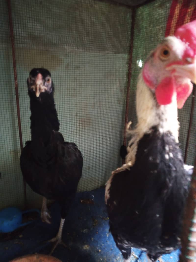 Aseel pair and Misri chicken for sell 10