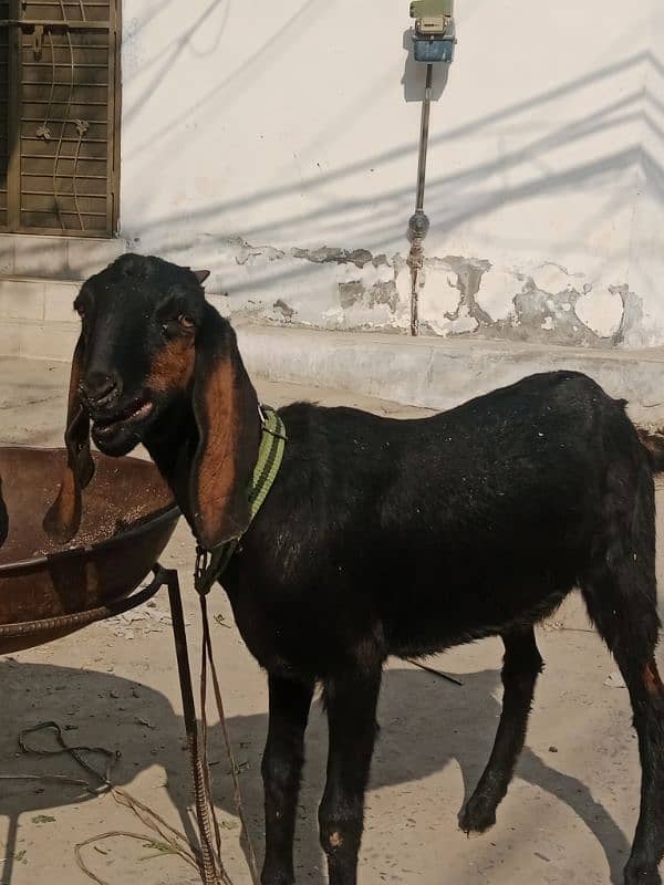 goats | bakra | breeder bakra |desi bakra | bkri PAIR for sale 0