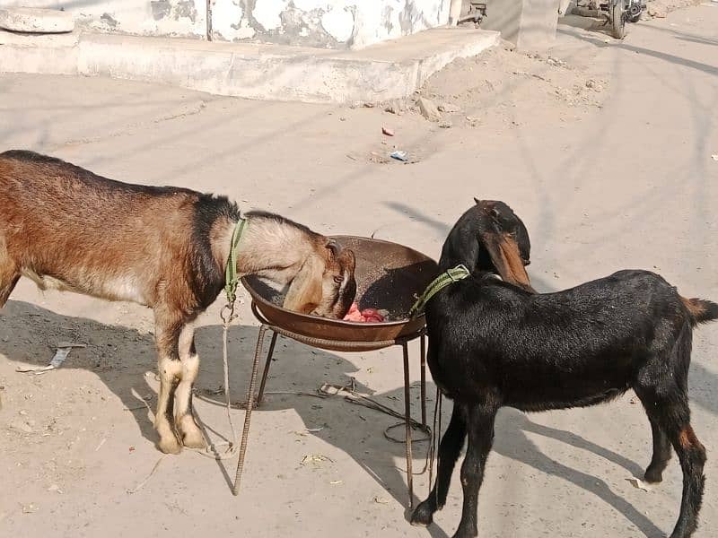 goats | bakra | breeder bakra |desi bakra | bkri PAIR for sale 2