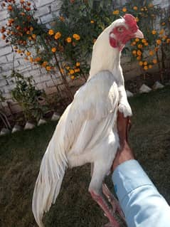 white aseel for sale