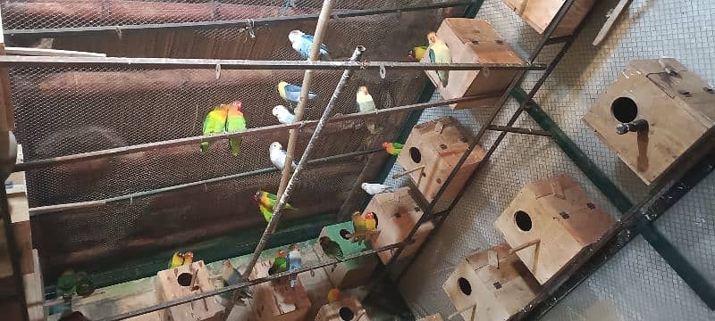 Love Bird Pair For sale 0