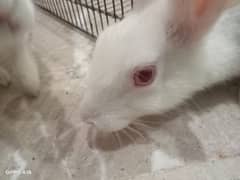 male and pregnant female rabbit are available for urgent sell