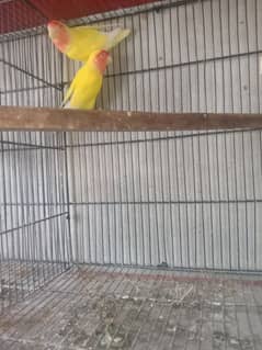 lovebird common Latino baredar pair for sale 03042690769