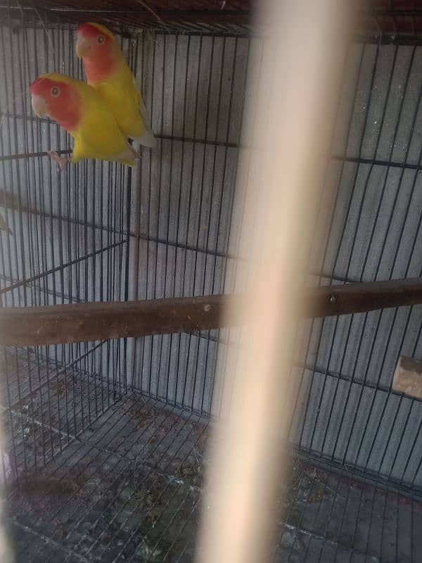 lovebird common Latino baredar pair for sale 03042690769 1