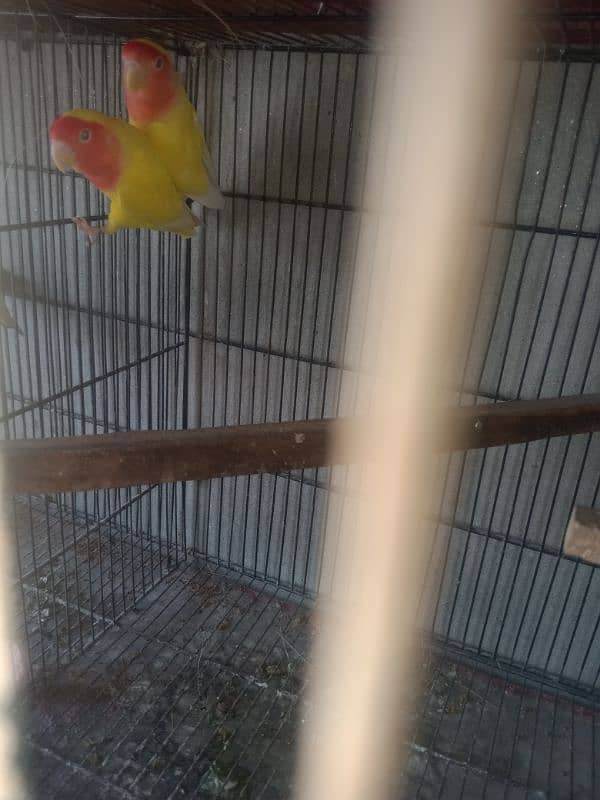 lovebird common Latino baredar pair for sale 03042690769 2