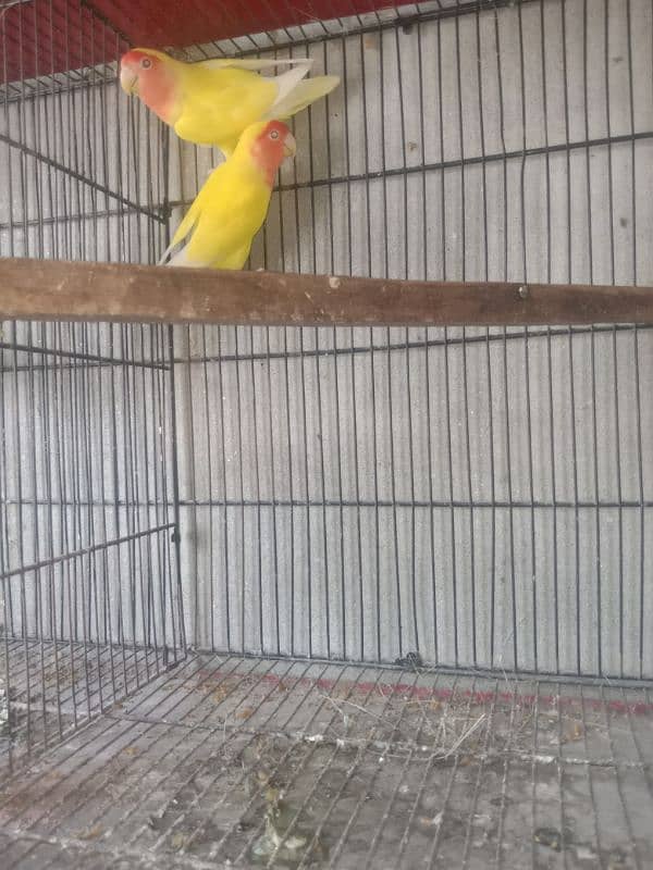 lovebird common Latino baredar pair for sale 03042690769 3