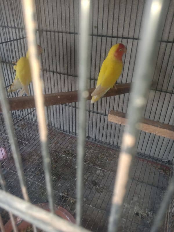 lovebird common Latino baredar pair for sale 03042690769 4