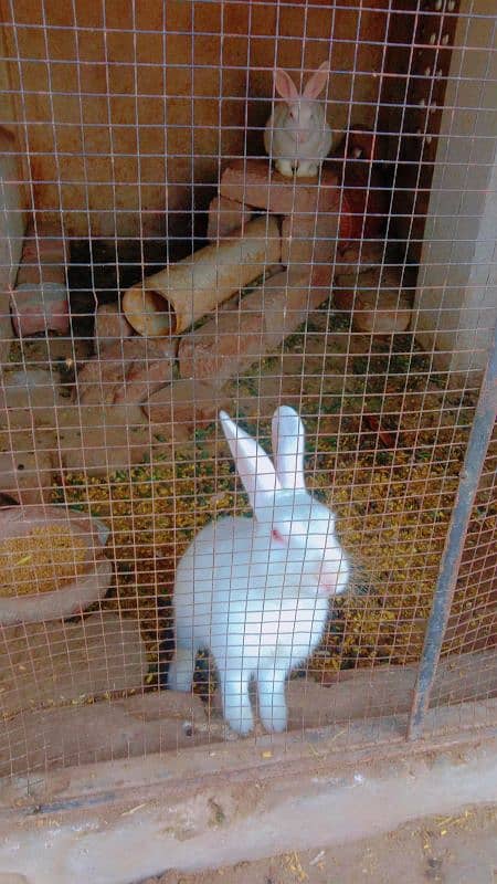 rabbits confirm breeder pair  available 0