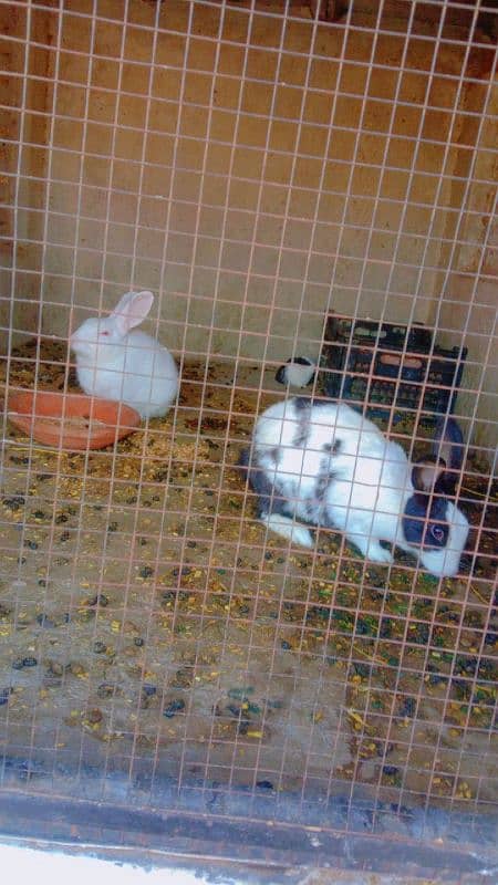 rabbits confirm breeder pair  available 1