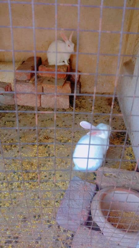 rabbits confirm breeder pair  available 2