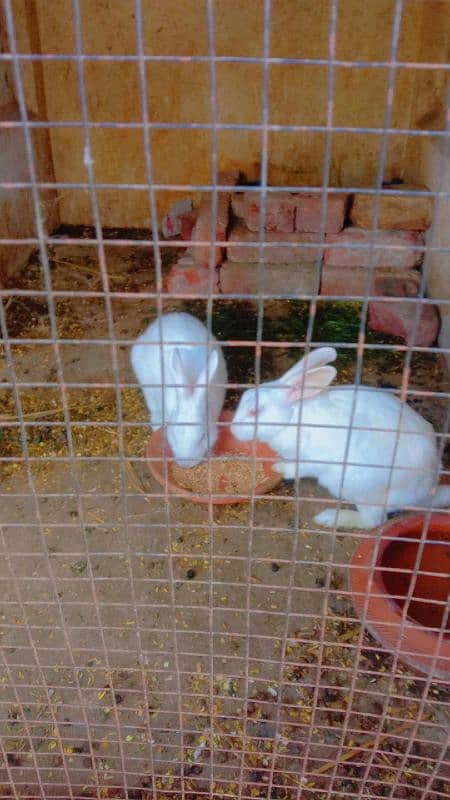 rabbits confirm breeder pair  available 3