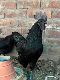 ayam cemani  breeder set and chicks