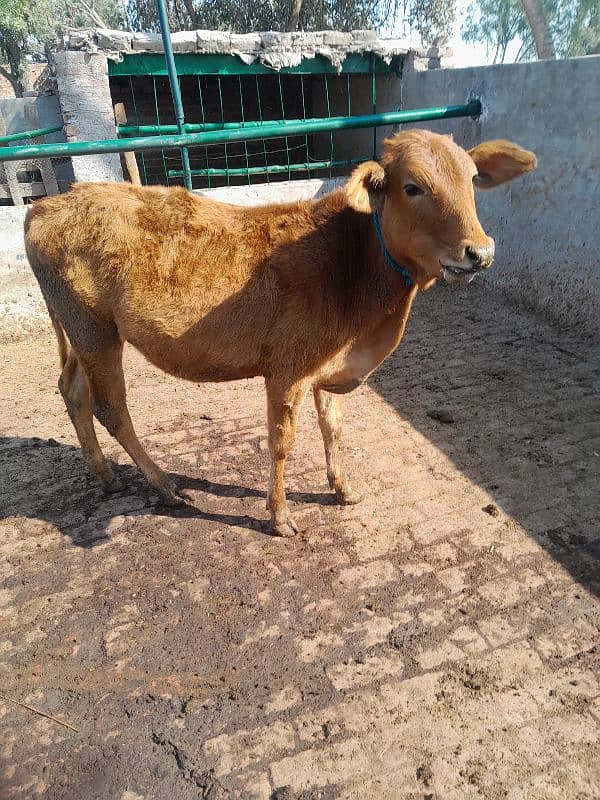 beautiful bull for sahdi biya or qurbai key ley 9