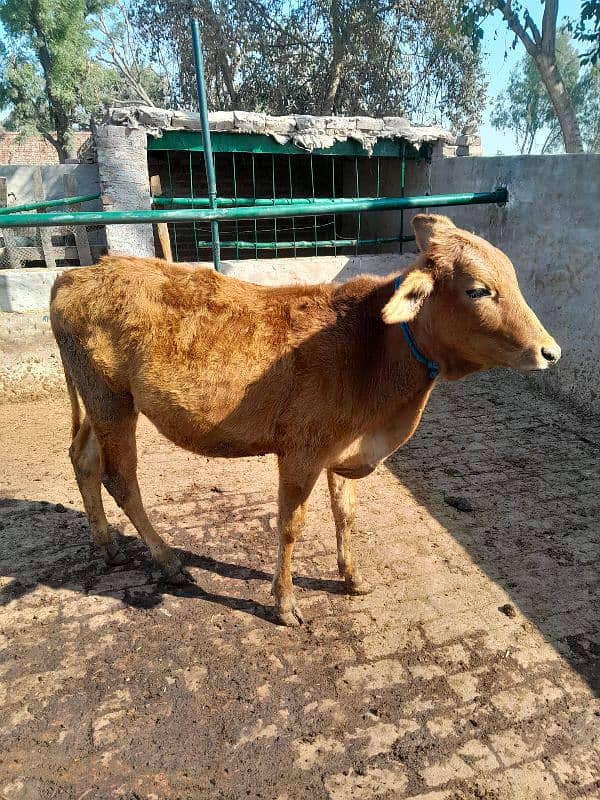 beautiful bull for sahdi biya or qurbai key ley 10