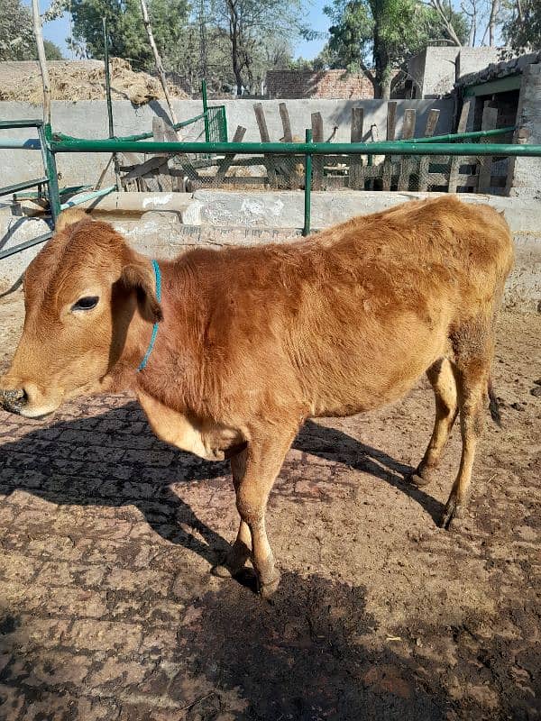 beautiful bull for sahdi biya or qurbai key ley 13