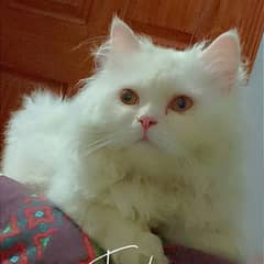 Persian vacinated male cat triple coat