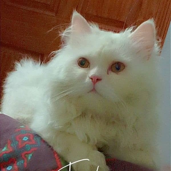 Persian vacinated male cat triple coat 0