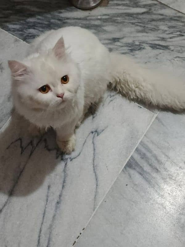 Persian vacinated male cat triple coat 1