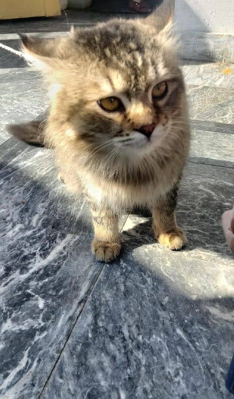 persion cat male for sale 1