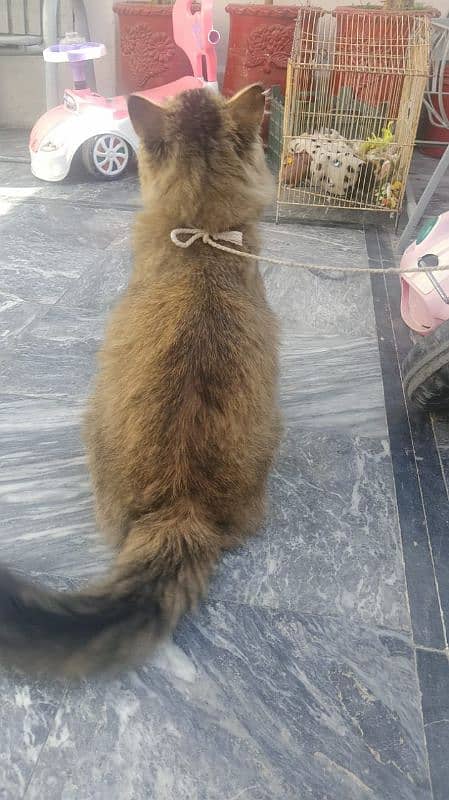 persion cat male for sale 7