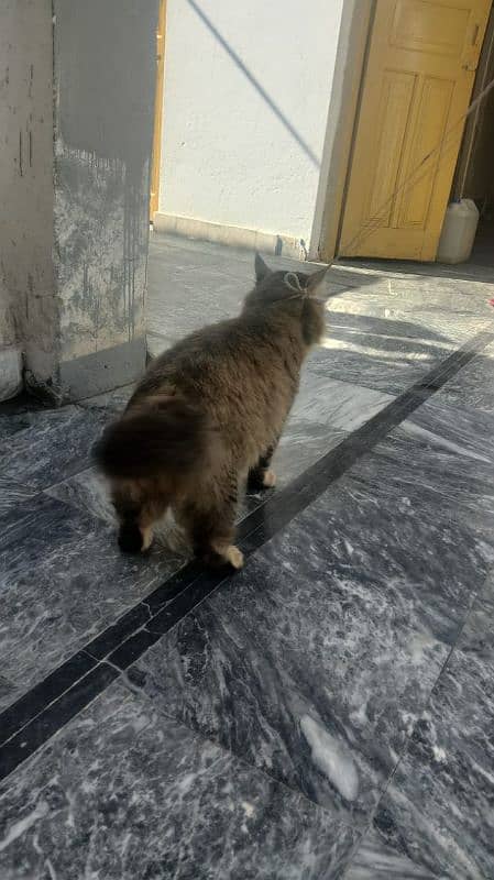 persion cat male for sale 8