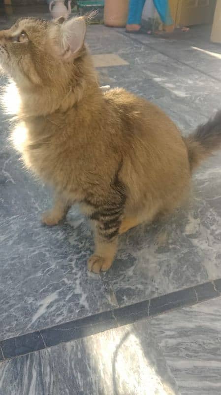 persion cat male for sale 13