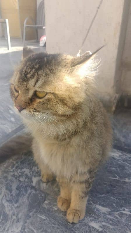 persion cat male for sale 15