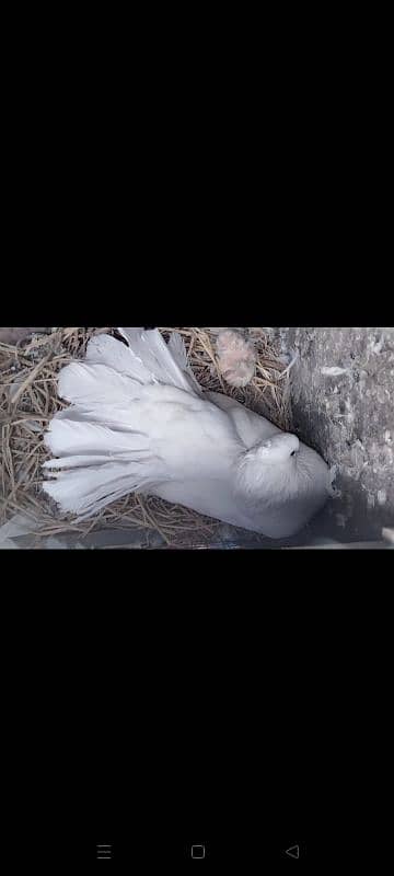 American fantail with chick 3