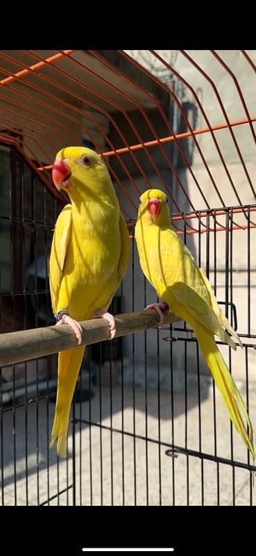 yellow ringnecks parrots 1