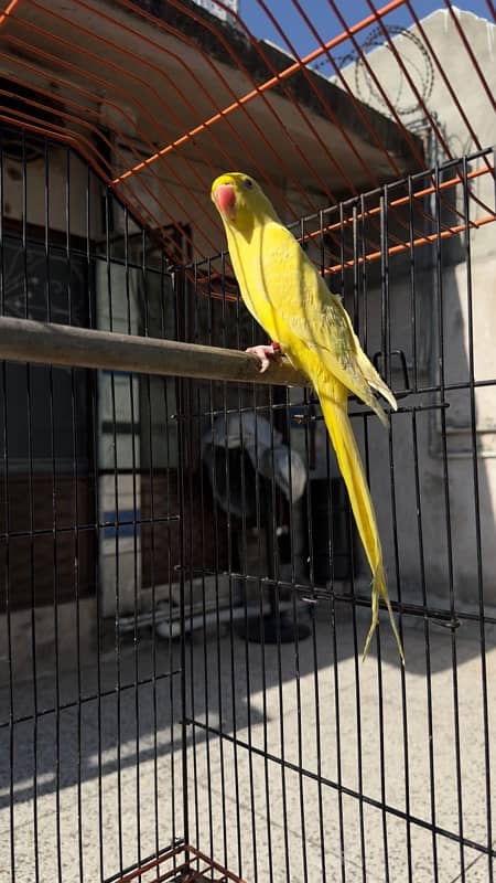 yellow ringnecks parrots 3