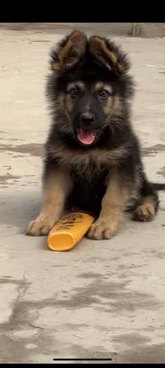 German shepherd puppy 3 months(03277342171)