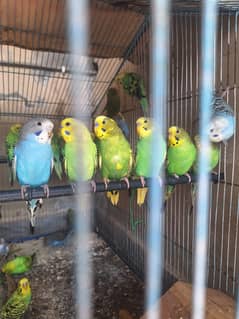 Budgies