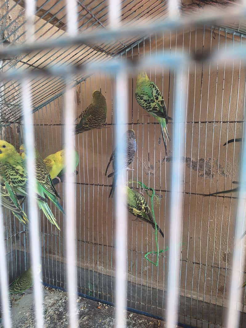 Budgies 1