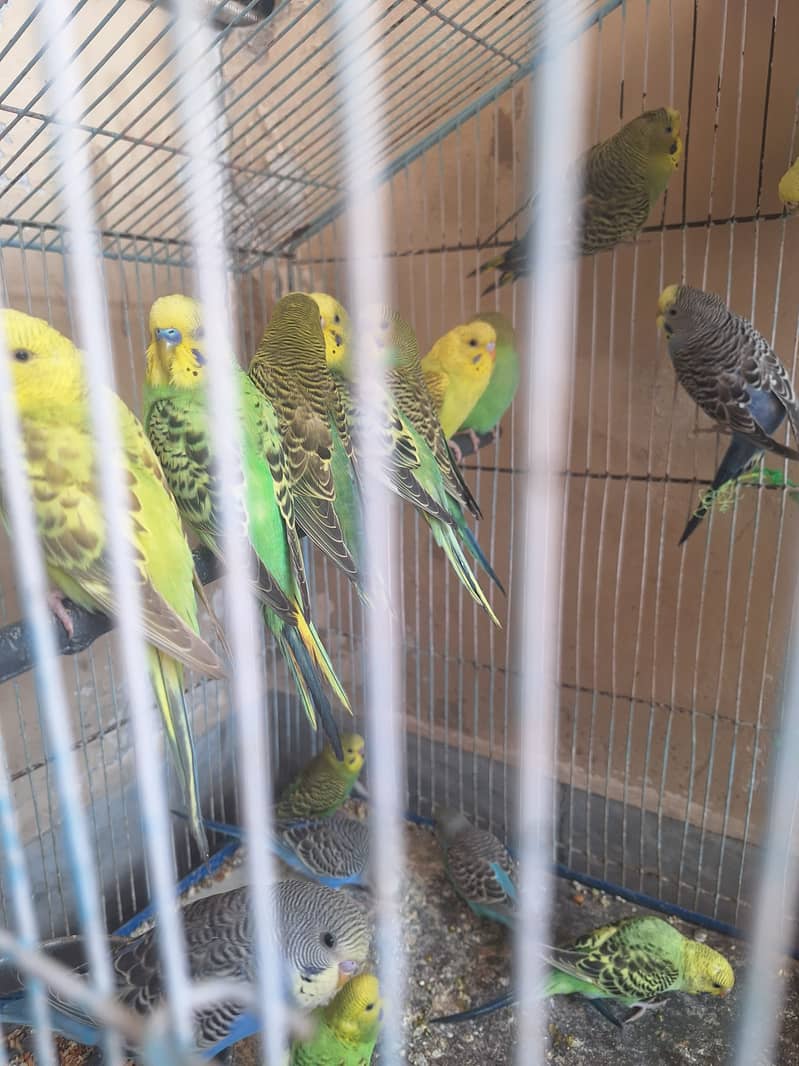 Budgies 2