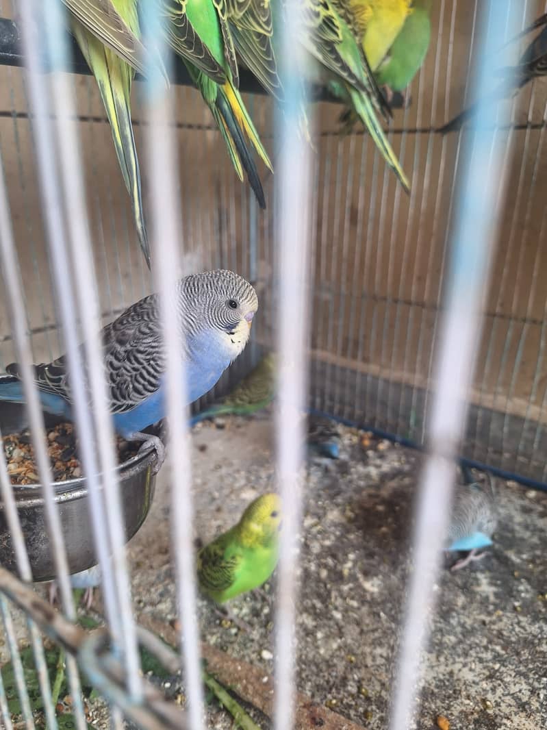 Budgies 3