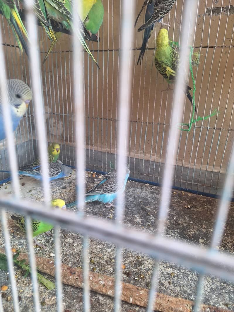 Budgies 4