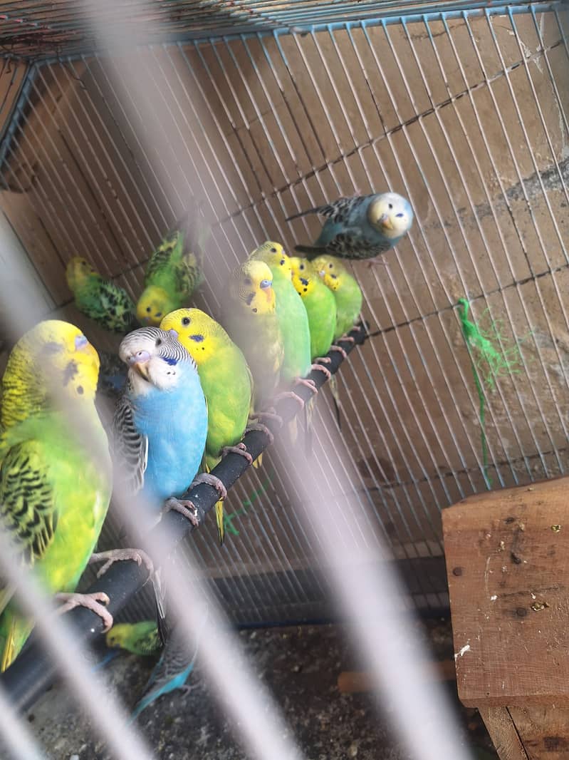 Budgies 5